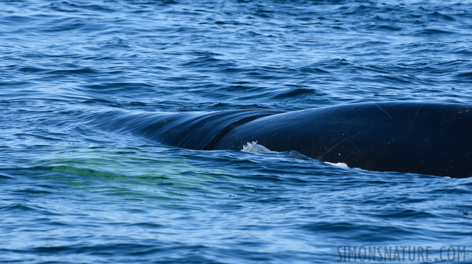 Megaptera novaeangliae [400 mm, 1/500 sec at f / 11, ISO 400]